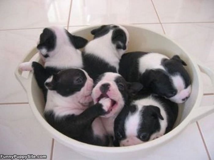 Bucket Full