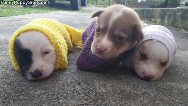Burrito Puppy