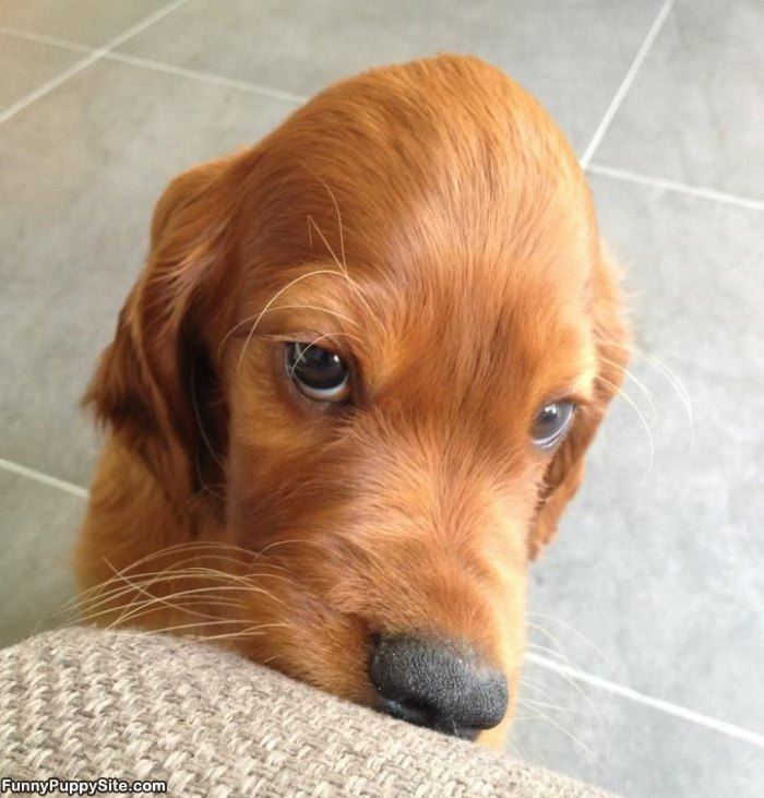 Can I Has A Snack