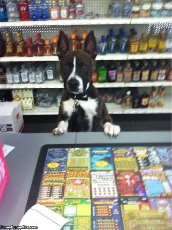 Can I Help You Please