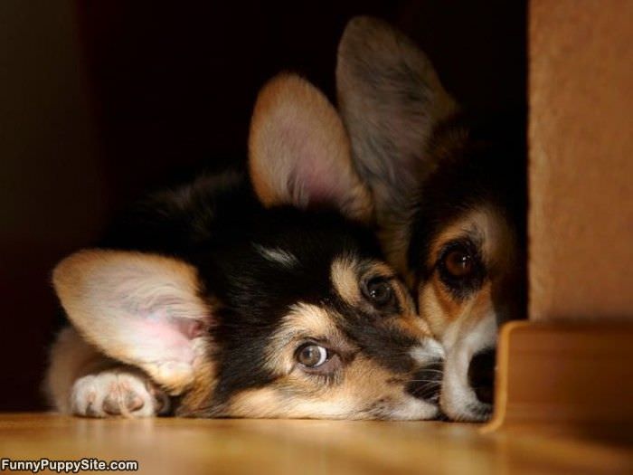 Can We Have Play Time
