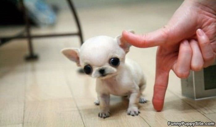 Cant Get Much Smaller
