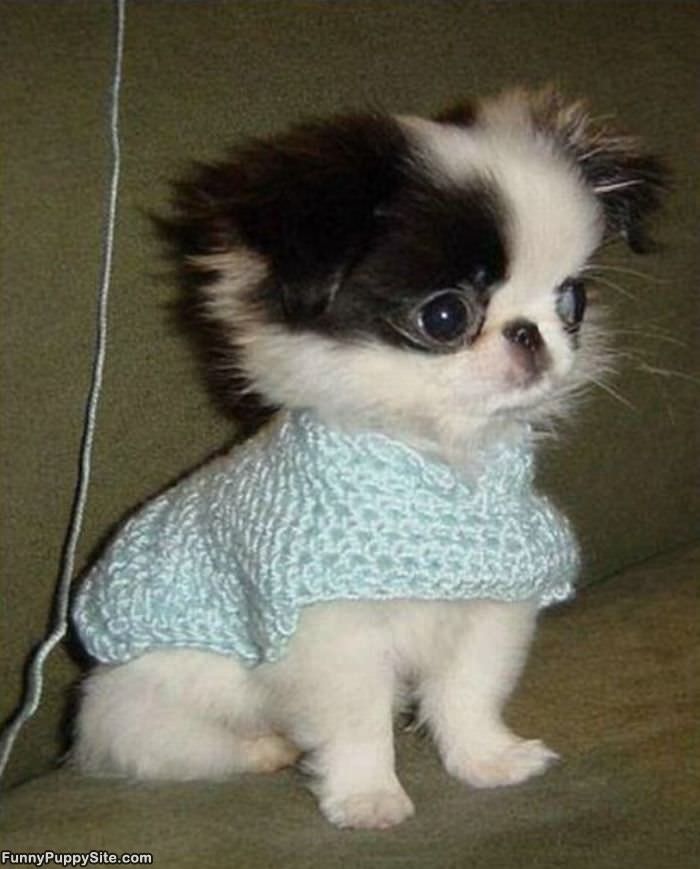 Cape Puppy