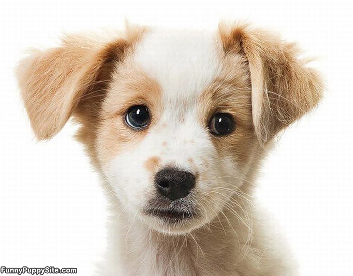 Closeup Pupp