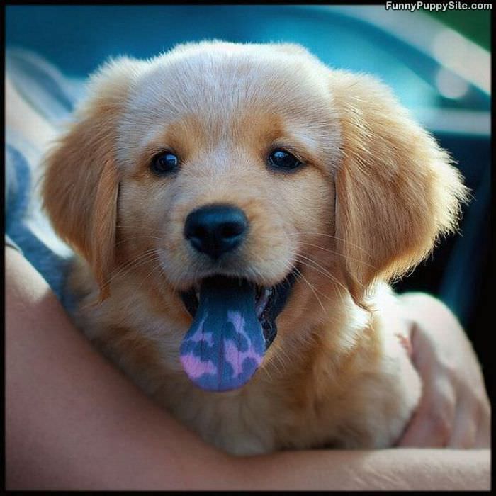 Crazy Tongue