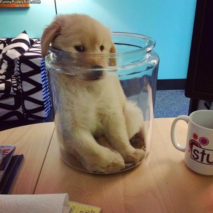 Cuddled Up In A Jar