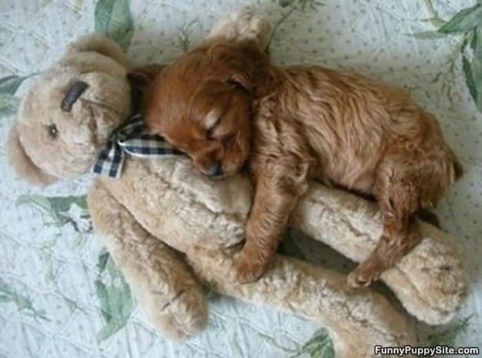 Cuddly Sleeper