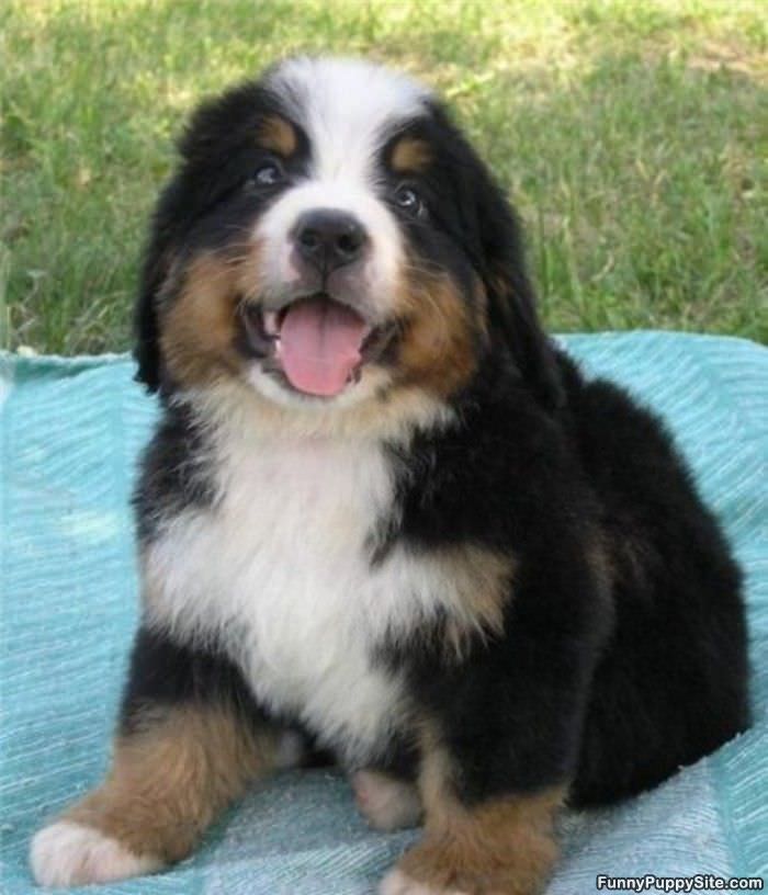 Cute Big Puppy