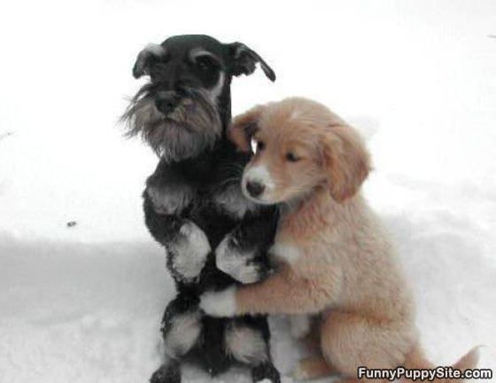 Cute Dogs Hugging