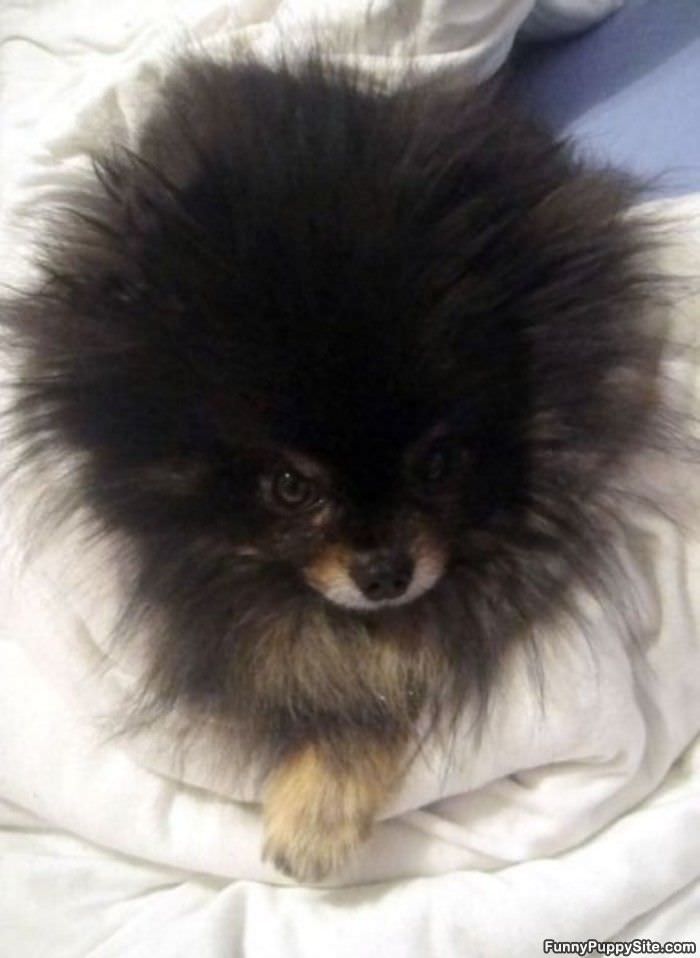 Cute Fluffy Puppy