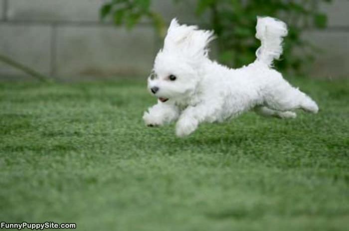 Cute Flying Puppy