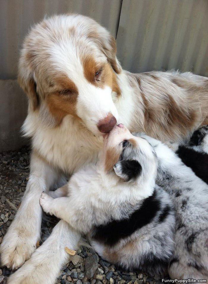 Cute Little Cuddler