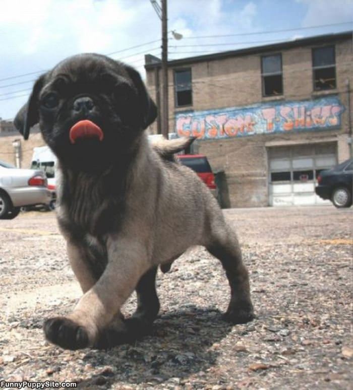 Cute Little Pug Dog