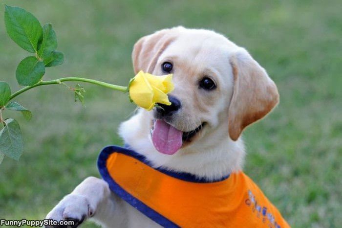 Cute Little Puppy