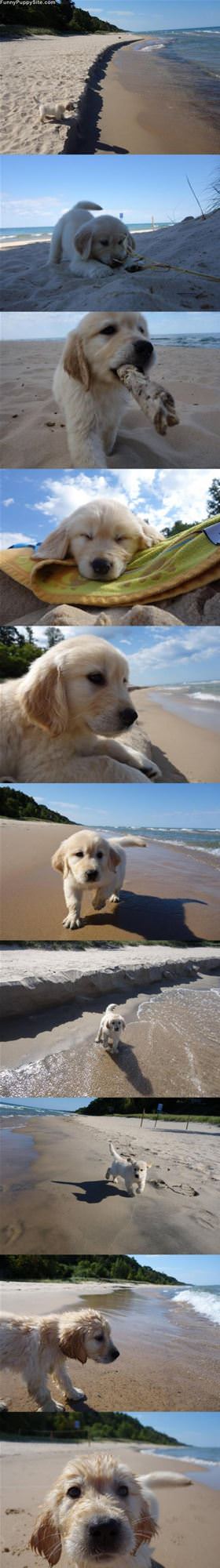 Cute Little Puppy