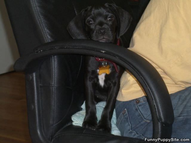 Cute Little Puppy