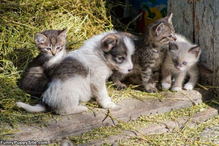 Cute Little Puppy And Kittens