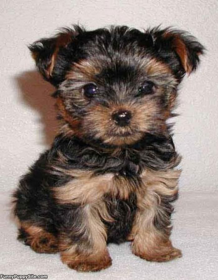Cute Little Puppy Eyes