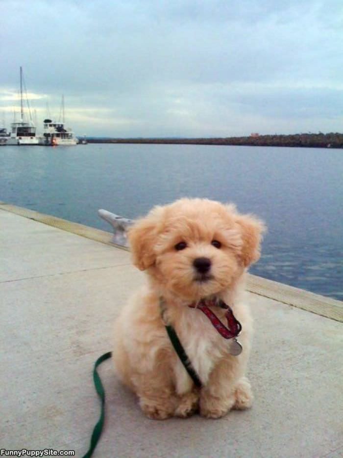Cute Little Puppy   