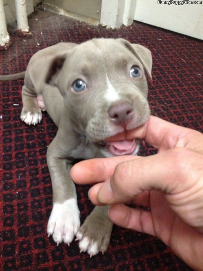 Cute Nomming