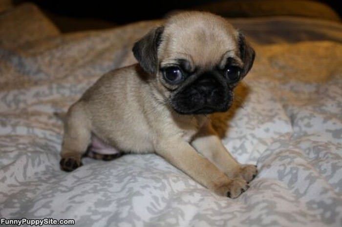 Cute Pug Puppy