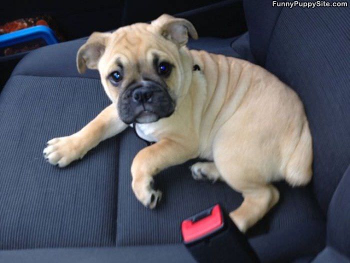 Cute Pupp