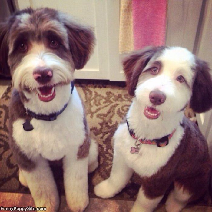 Cute Puppies