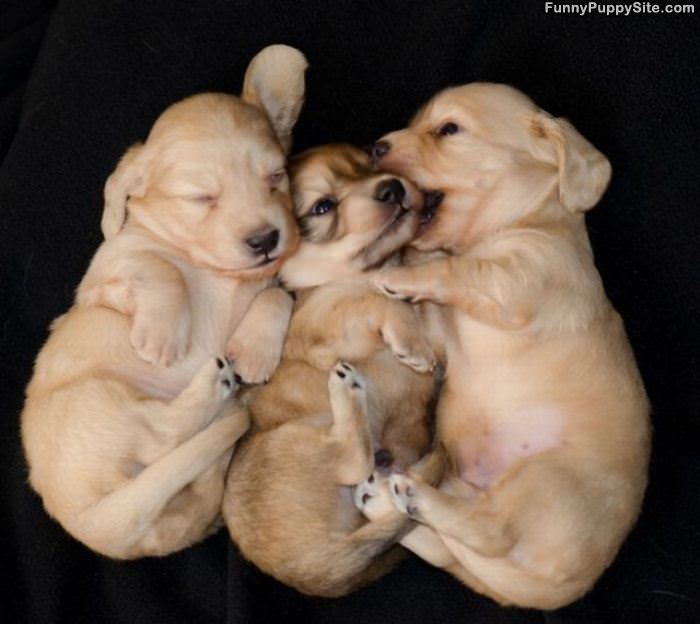 Cute Puppies Napping