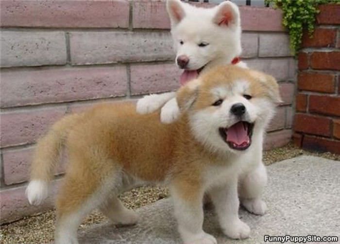 Cute Puppies Playing