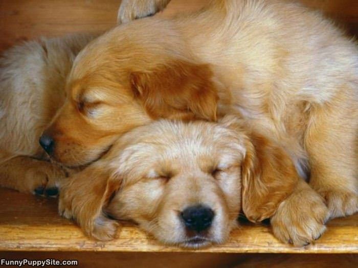 Cute Puppies Sleeping