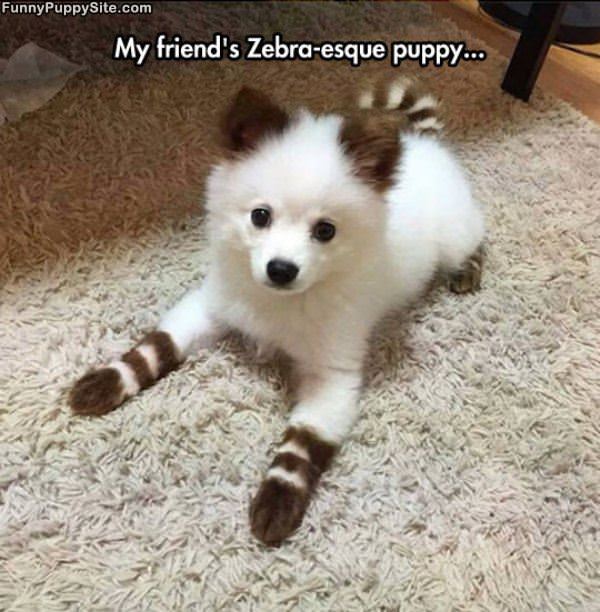 Cute Puppy