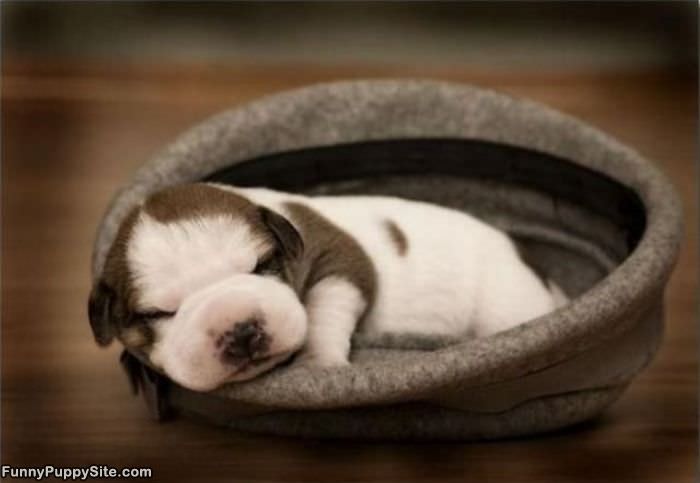 Cute Puppy Dog