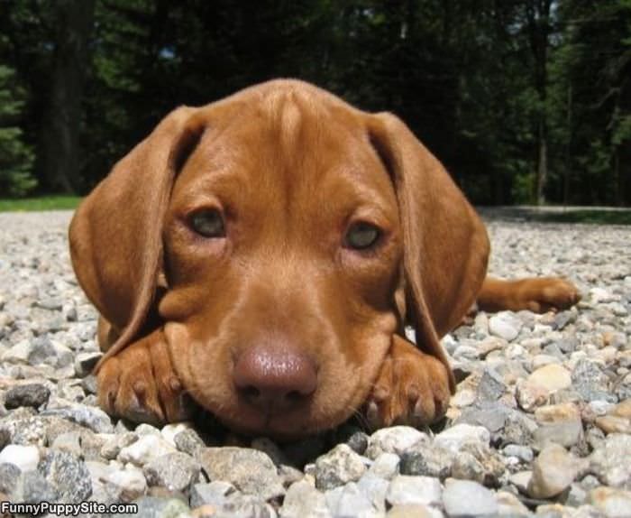 Cute Puppy Face