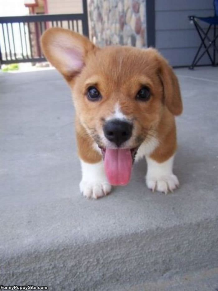 Cute Puppy Face