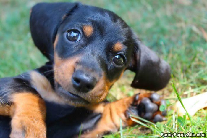 Cute Puppy Face