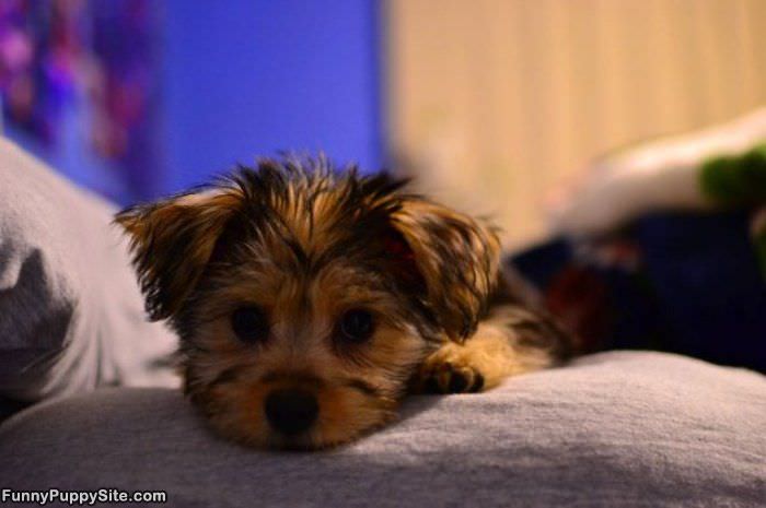 Cute Puppy Face