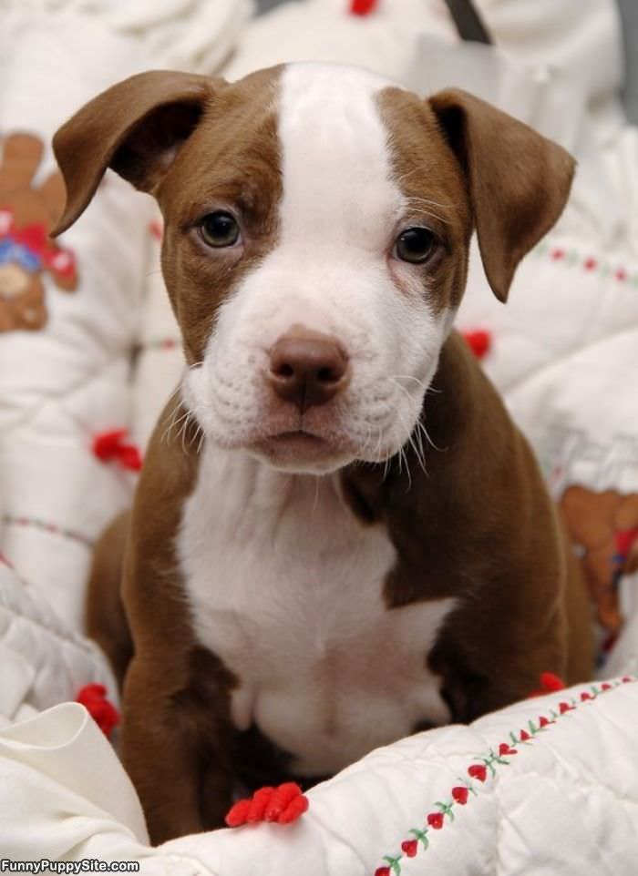 Cute Puppy Face   