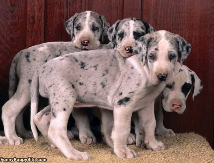 Cute Puppy Family