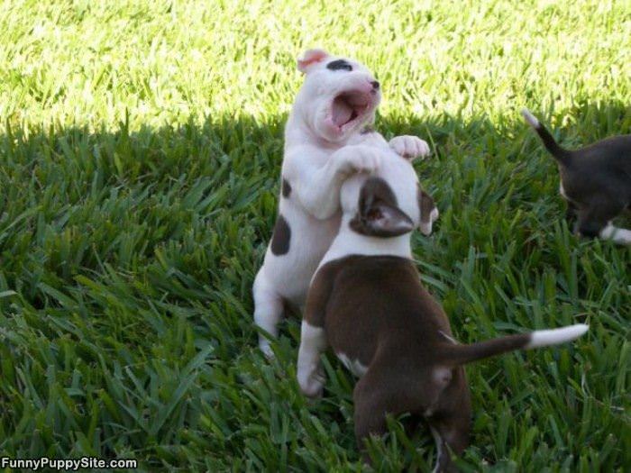 Cute Puppy Fight