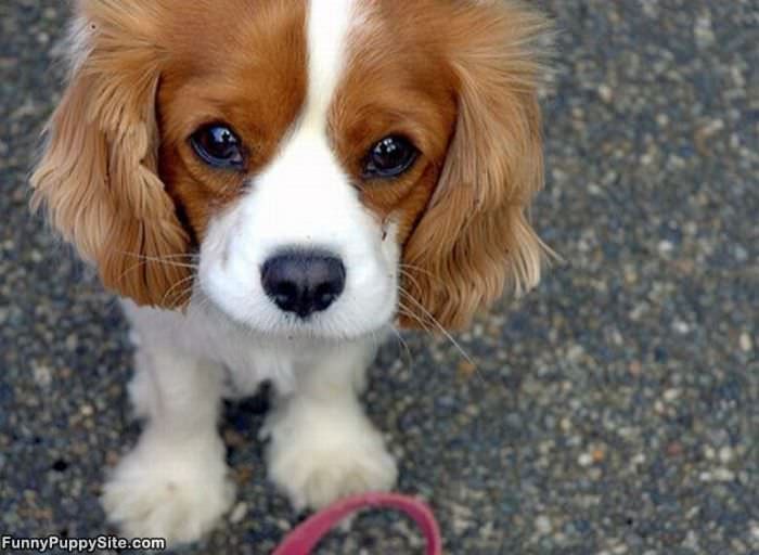 Cute Puppy Here