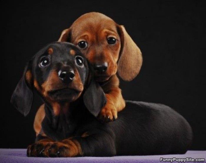 Cute Puppy Love - funnypuppysite.com