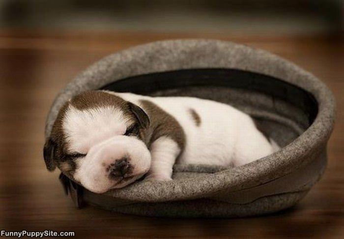 Cute Puppy Nap