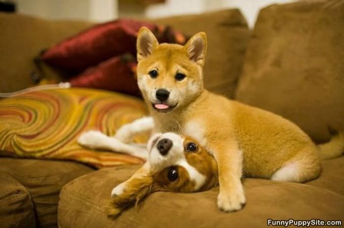 Cute Puppy Play Time