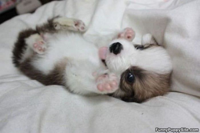 Cute Puppy Show Off