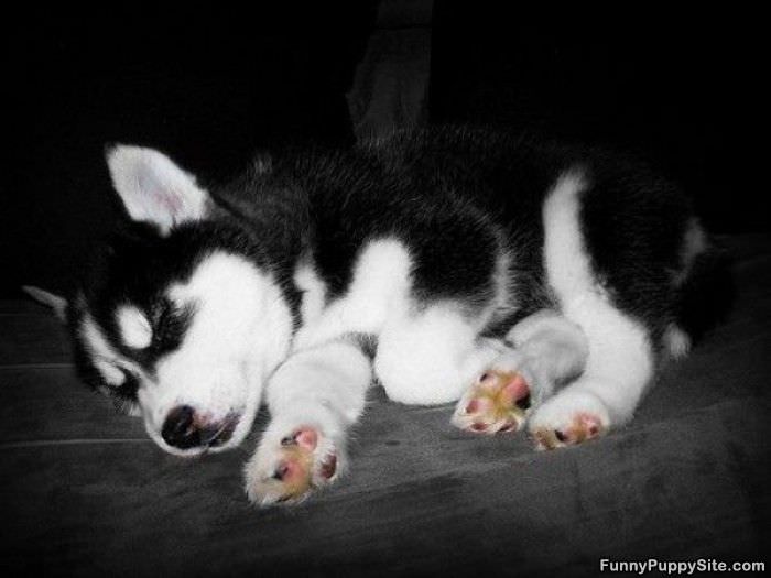 Cute Puppy Sleeping