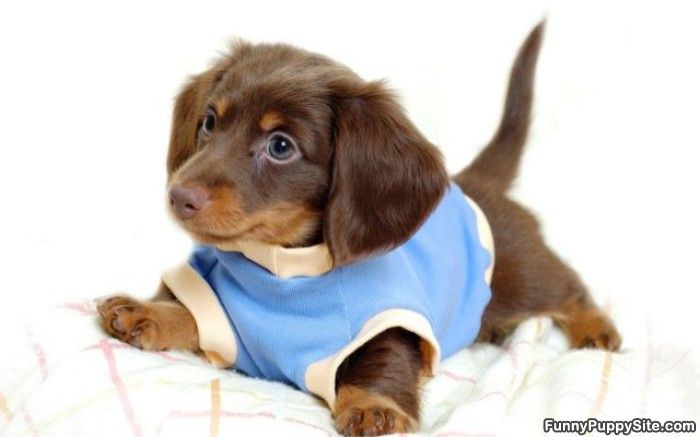 Cute Puppy Wants To Play