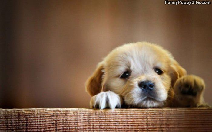Cute Puppy Wave