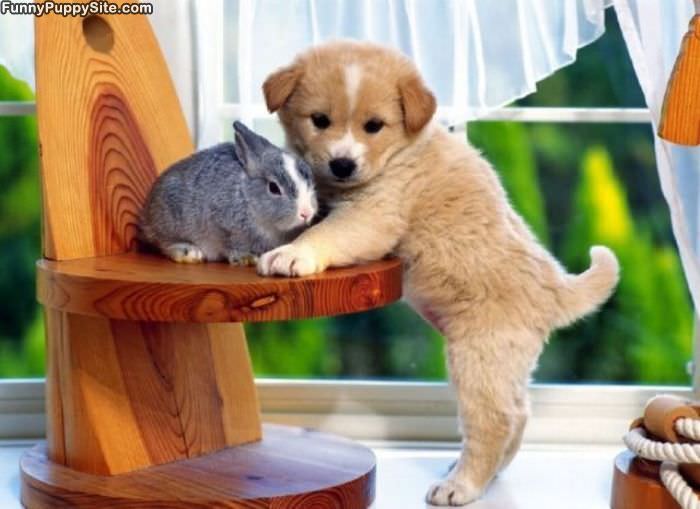 Cute Puppy With A Bunny