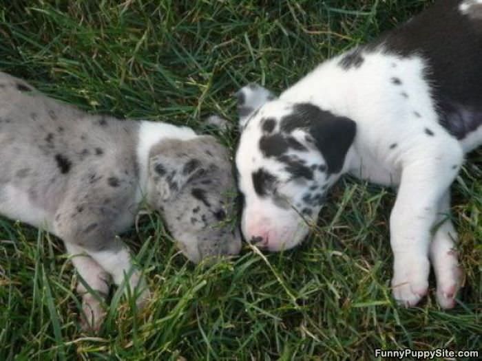 Cute Sleeping Puppies