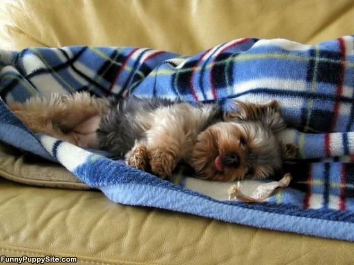 Cute Sleeping Puppy
